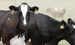 Enfermedades Sistémicas. (Clostridiasis)